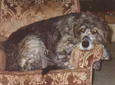 Baz the Irish Wolfhound