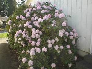 Rhododendron bush